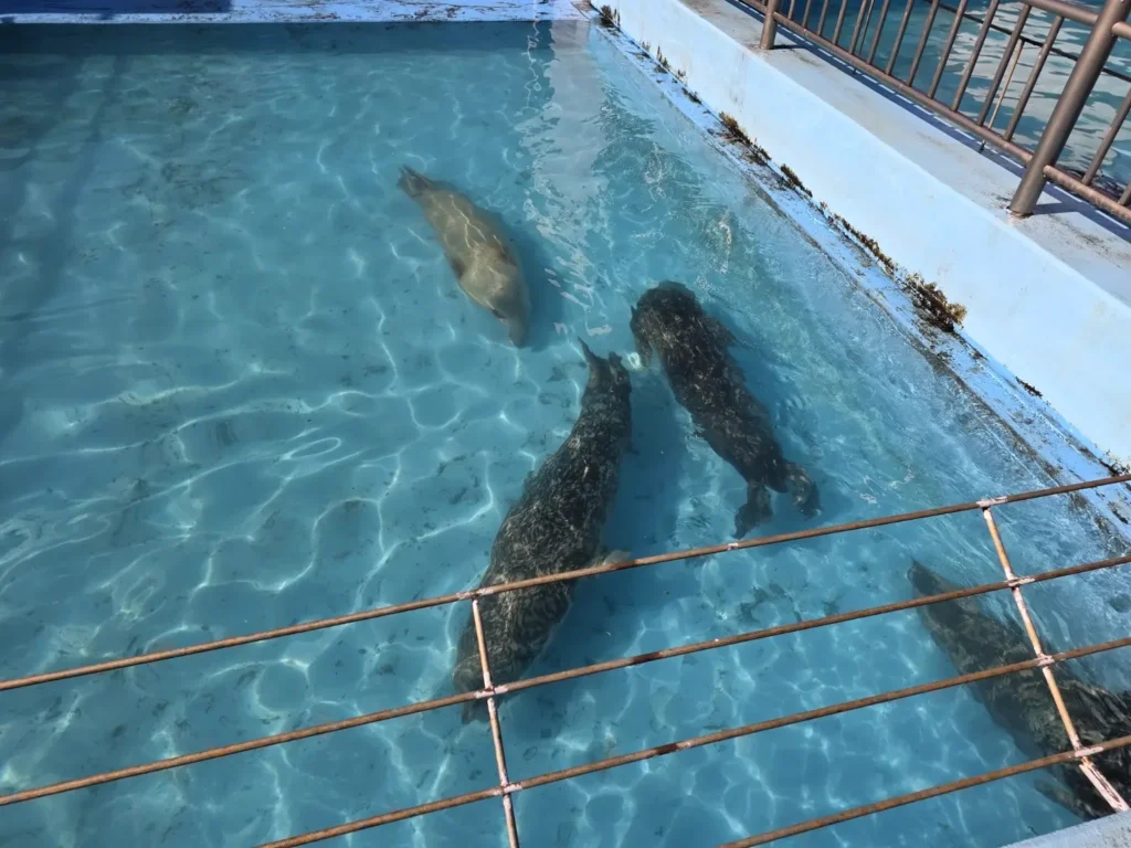 室蘭水族館の屋外プールを泳ぐアザラシ