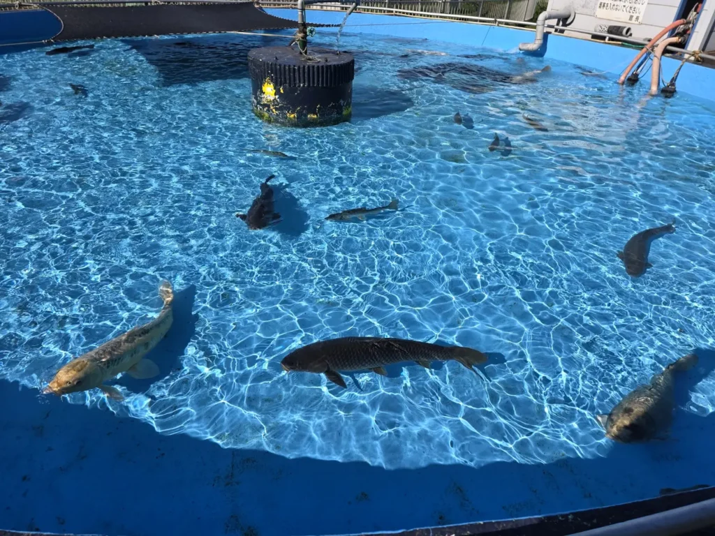 室蘭水族館の屋外に設けられた魚の展示プール